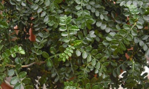 Addressing the Yellowing of Mulberry Leaves:Comprehensive Solutions and Management Strategies
