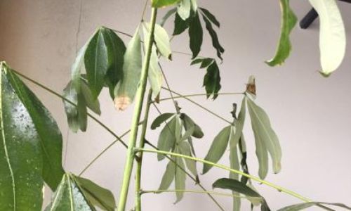 Addressing the Yellowing of Mulberry Leaves:Comprehensive Solutions and Management Strategies
