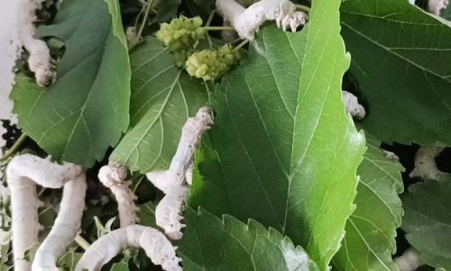 The Art of Drying Mulberry Leaves:How Long Should They Be Sun-Dried Before Consumption?