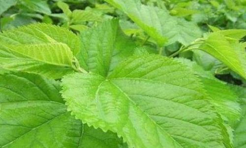 The Art of Drying Mulberry Leaves:How Long Should They Be Sun-Dried Before Consumption?