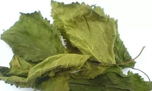 The Art of Drying Mulberry Leaves:How Long Should They Be Sun-Dried Before Consumption?