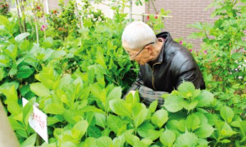 The Art of Drying Mulberry Leaves:Preserving Natures Nutrition