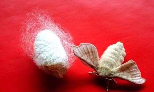 The Art of Drying Mulberry Leaves:Preserving Natures Nutrition