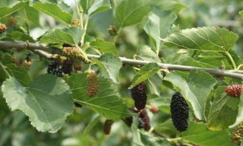 The Art of Drying Mulberry Leaves:Preserving Natures Nutrition