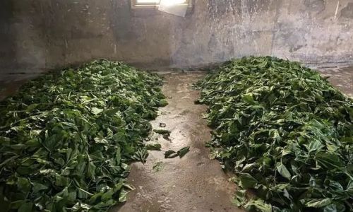 The Art of Drying Mulberry Leaves:Preserving Natures Nutrition