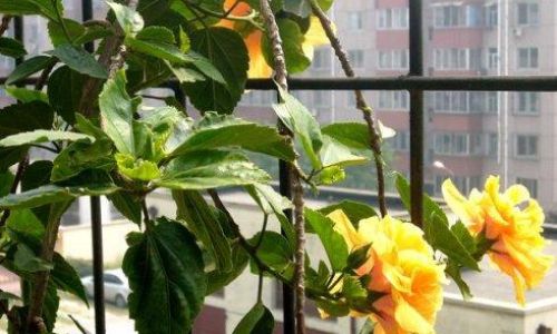 Cultivating New Branches in Hibiscus syriacus Mulberry-leaved Rose)A Comprehensive Guide