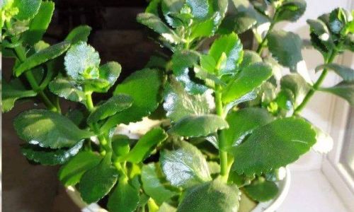 Cultivating New Branches in Hibiscus syriacus Mulberry-leaved Rose)A Comprehensive Guide