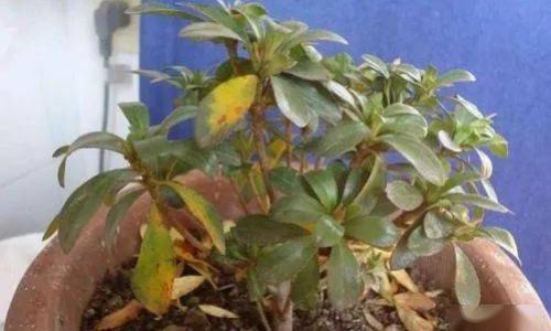 Cultivating New Branches in Hibiscus syriacus Mulberry-leaved Rose)A Comprehensive Guide