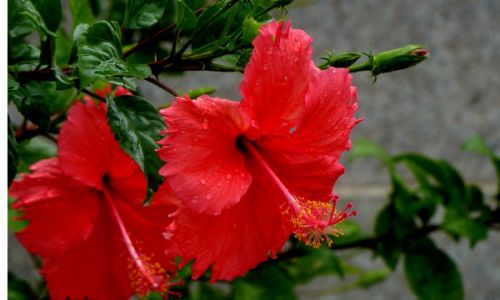 Cultivating New Branches in Hibiscus syriacus Mulberry-leaved Rose)A Comprehensive Guide