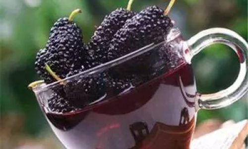 Can Mulberries Be Stored in the Refrigerator for Freshness Preservation?