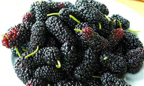 The Art of Crafting Mulberries:A Comprehensive Guide to Making Mulberry Products