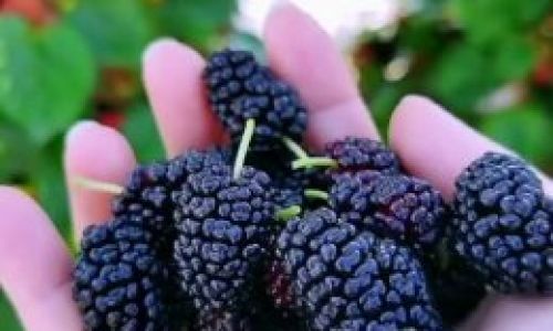 The Art of Crafting Mulberries:A Comprehensive Guide to Making Mulberry Products