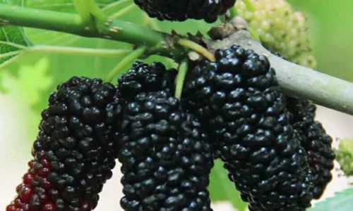 The Art of Crafting Mulberries:A Comprehensive Guide to Making Mulberry Products