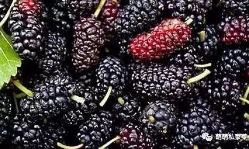 The Art of Crafting Mulberries:A Comprehensive Guide to Making Mulberry Products