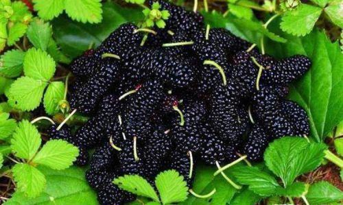 The Art of Crafting Mulberries:A Comprehensive Guide to Making Mulberry Products