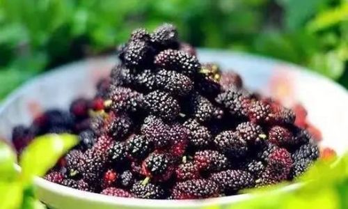 Preserving Fresh Mulberries:Tips and Techniques for Optimal Storage