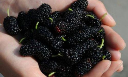 Preserving Fresh Mulberries:Tips and Techniques for Optimal Storage