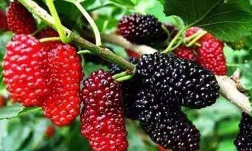 Grafting Techniques for Mulberry Trees:A Comprehensive Guide