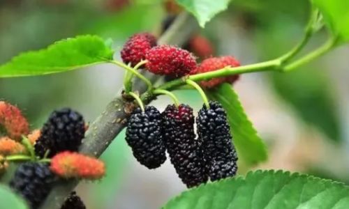 Grafting Techniques for Mulberry Trees:A Comprehensive Guide