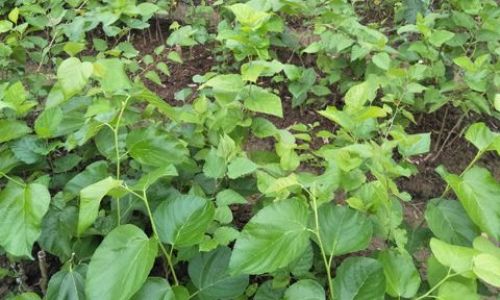 Grafting Techniques for Mulberry Trees:A Comprehensive Guide