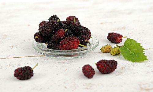 Preserving Mulberries:The Refrigeration Method and Its Benefits