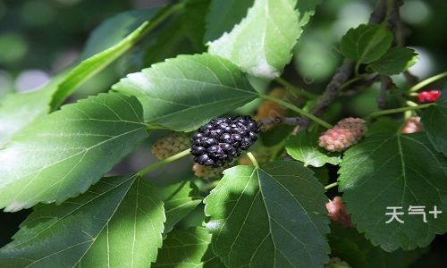 Preserving Mulberries:Techniques and Tips for Extending Freshness