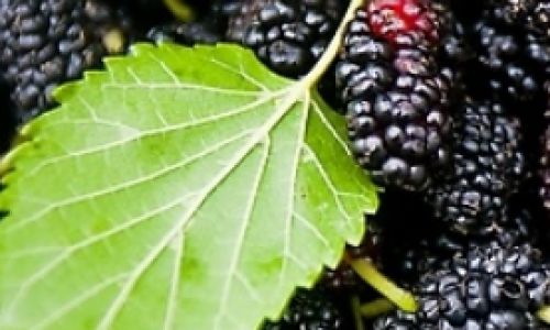 Preserving Mulberries:Techniques and Tips for Extending Freshness