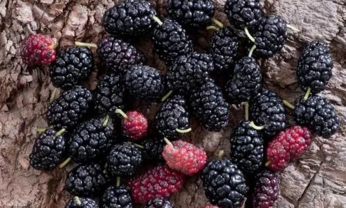 How Long Should Mulberry-Infused Alcohol Be Allowed to Steep Before Consumption?