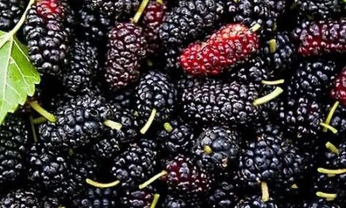 How Long Should Mulberry-Infused Alcohol Be Allowed to Steep Before Consumption?
