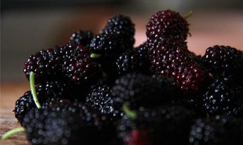 How Long Should Mulberry-Infused Alcohol Be Allowed to Steep Before Consumption?