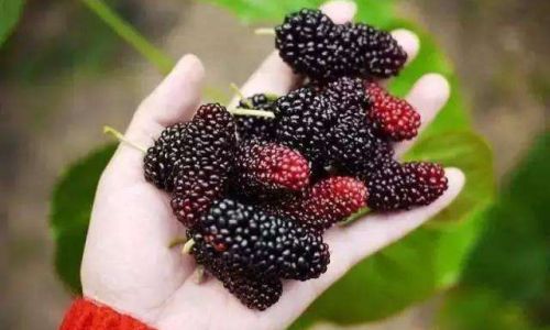 Crafting Delicious Mulberry Rice Wine:A Step-by-Step Guide