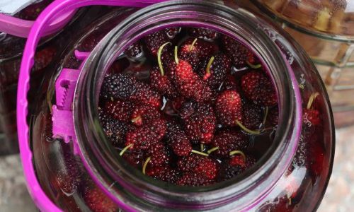 Crafting Delicious Mulberry Rice Wine:A Step-by-Step Guide