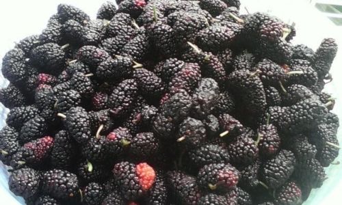 Crafting the Perfect Mulberry Wine:A Step-by-Step Guide