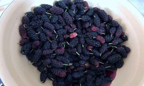 The Optimal Soaking Duration for Enjoying Mulberry Wine:A Comprehensive Guide