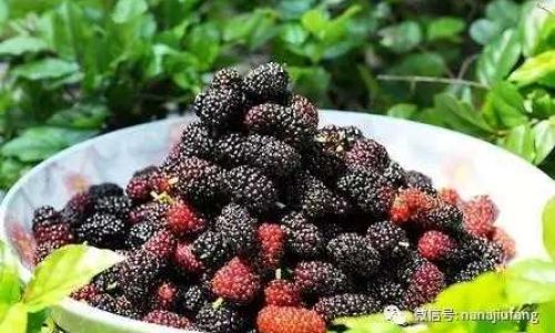 Preserving Mulberry Wine:Essential Methods and Techniques