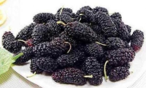 Mastering the Art of Mulberry Pruning:Techniques and Strategies for Optimal Growth