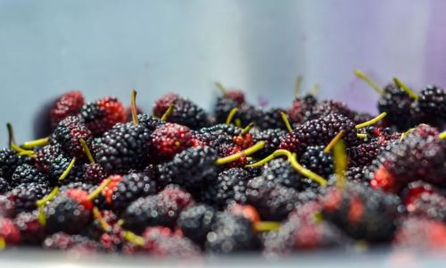 Mastering the Art of Mulberry Pruning:Techniques and Strategies for Optimal Growth