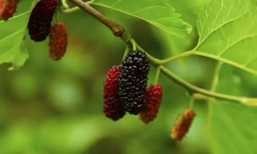 Mastering the Art of Mulberry Pruning:Techniques and Strategies for Optimal Growth