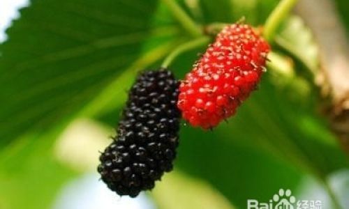 Mastering the Art of Mulberry Pruning:Techniques and Strategies for Optimal Growth