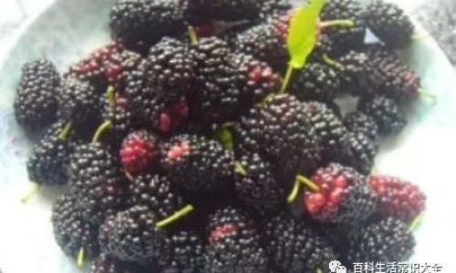 Crafting a Delightful Mulberry and Huangjiu Ice-Sugar Syrup Infused Wine