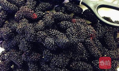Crafting a Delightful Elixir:The Art of Infusing Mulberries and Goji Berries in Alcohol