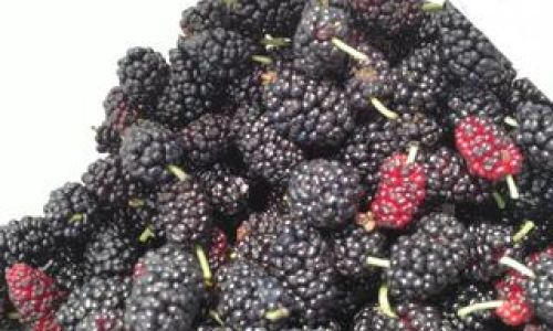 Delightful Ways to Enjoy Delicious Mulberries Morus nigra/alba)A Culinary Exploration