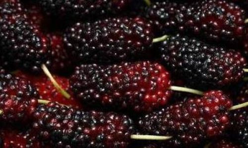 Delightful Ways to Enjoy Delicious Mulberries Morus nigra/alba)A Culinary Exploration