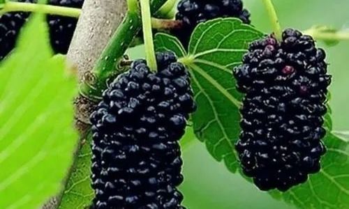 Exploring the Culinary Delights of Mulberries:Various Ways to Enjoy Mulberry Fruits