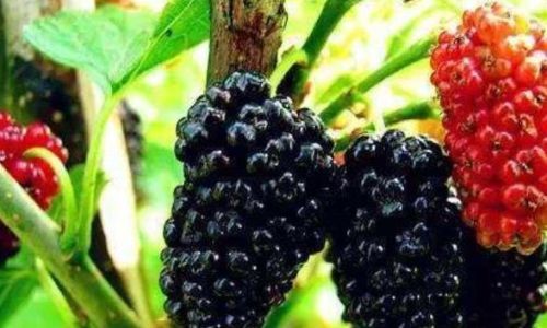 Exploring the Culinary Delights of Mulberries:Various Ways to Enjoy Mulberry Fruits