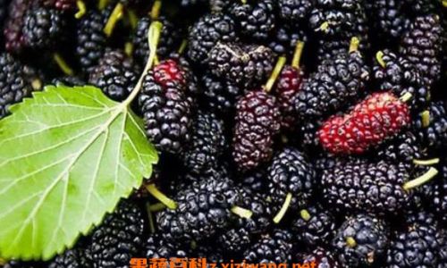 Exploring the Culinary Delights of Mulberries:Various Ways to Enjoy Mulberry Fruits