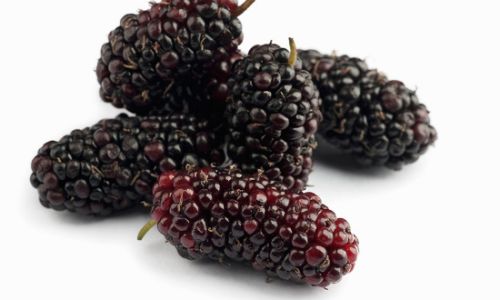 Unraveling the Sweetness of Dried Mulberries:An Insight into Their Delightful Flavor