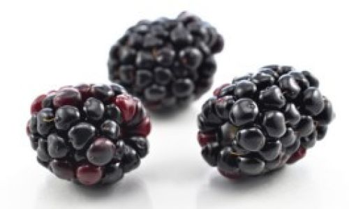 Unraveling the Sweetness of Dried Mulberries:An Insight into Their Delightful Flavor