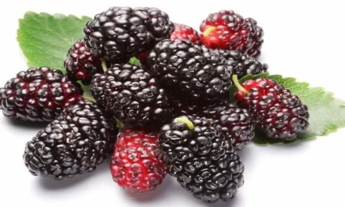 Unraveling the Sweetness of Dried Mulberries:An Insight into Their Delightful Flavor