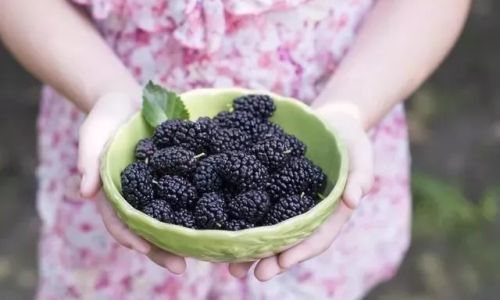 Crafting the Delightful Delicacy:The Art of Making Mulberries Morus nigra/alba)Syrup